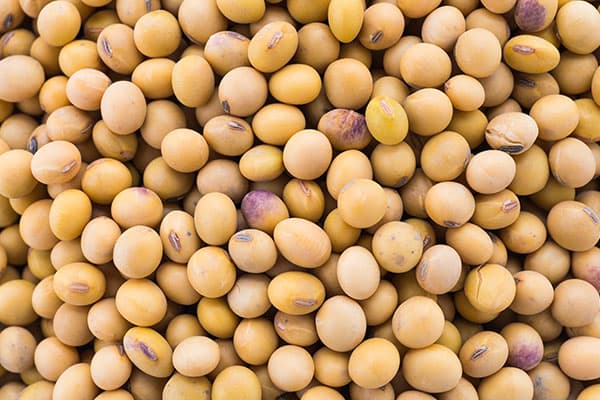 Seed Oil